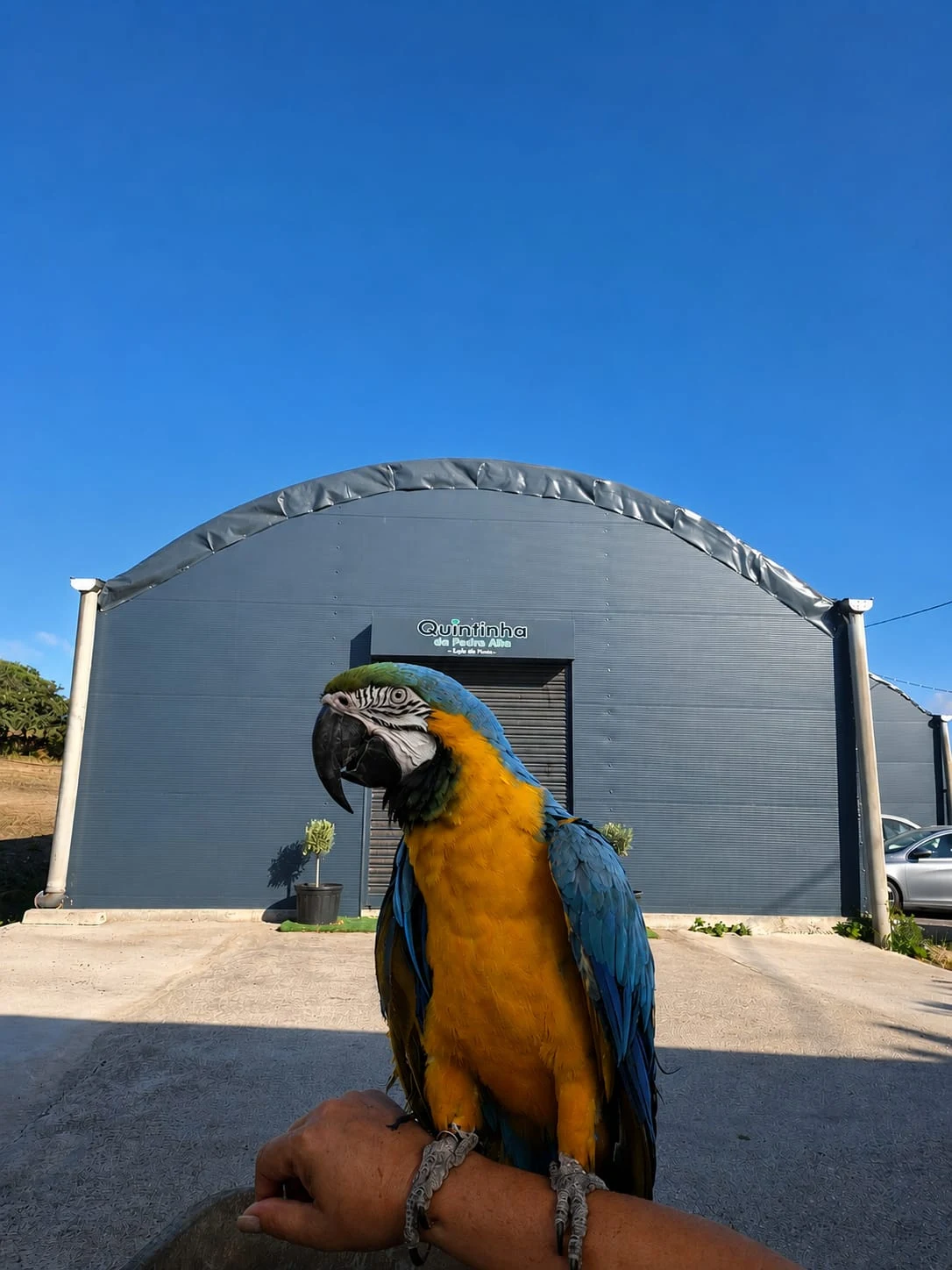Quintinha da Pedra Alta em Almargem Do Bispo Sintra, Lisboa — foto 10