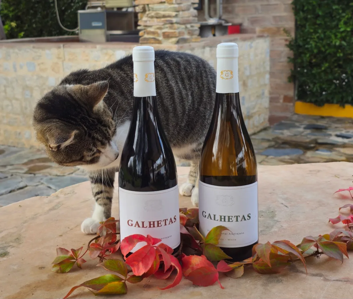 Catering Galhetas em Évora — foto 25